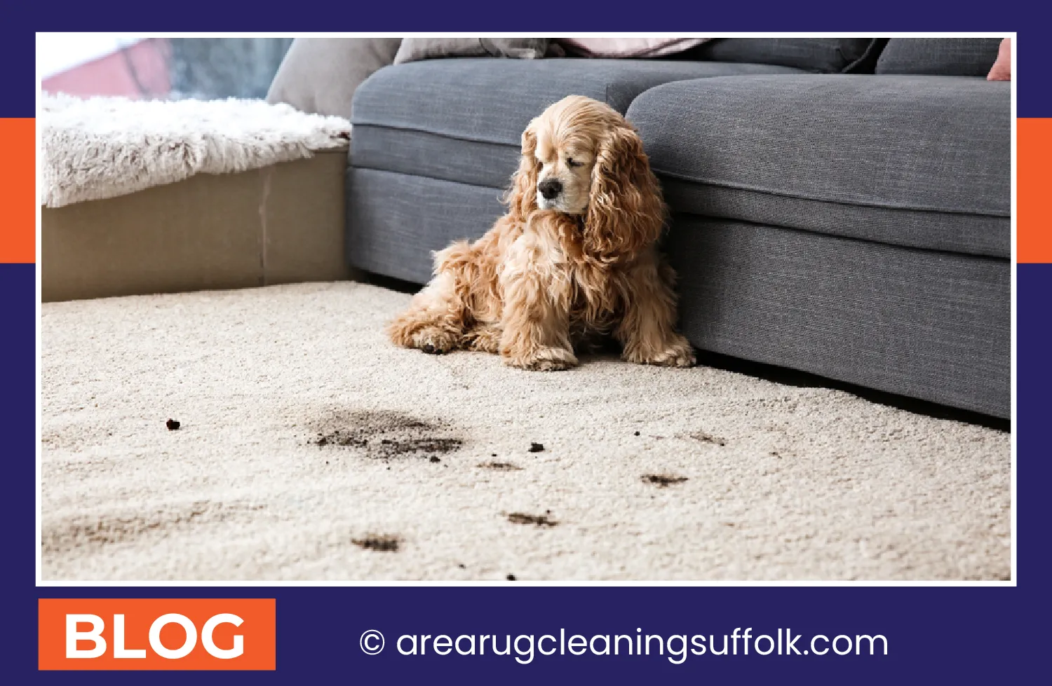carpet cleaning in the suffolk, carpet cleaning in the suffolk, carpet cleaning the suffolk, carpet cleaners in the suffolk, carpet cleaners in the suffolk, commercial carpet cleaning, commercial carpet cleaning in the suffolk, the suffolk rug cleaners, rug cleaning services in the suffolk, same day carpet cleaning, same day rug cleaning