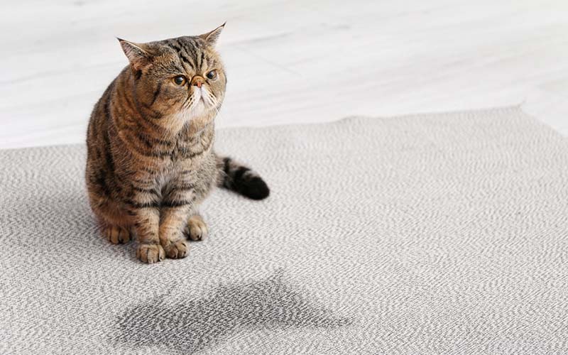 carpet cleaning in the suffolk, carpet cleaning in the suffolk, carpet cleaning the suffolk, carpet cleaners in the suffolk, carpet cleaners in the suffolk, commercial carpet cleaning, commercial carpet cleaning in the suffolk, the suffolk rug cleaners, rug cleaning services in the suffolk, same day carpet cleaning, same day rug cleaning